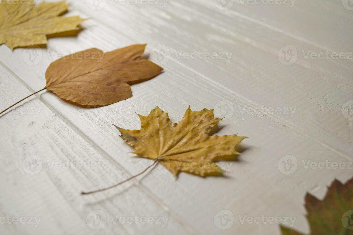 Collection of autumn leaves on a white wooden background with copy space photo