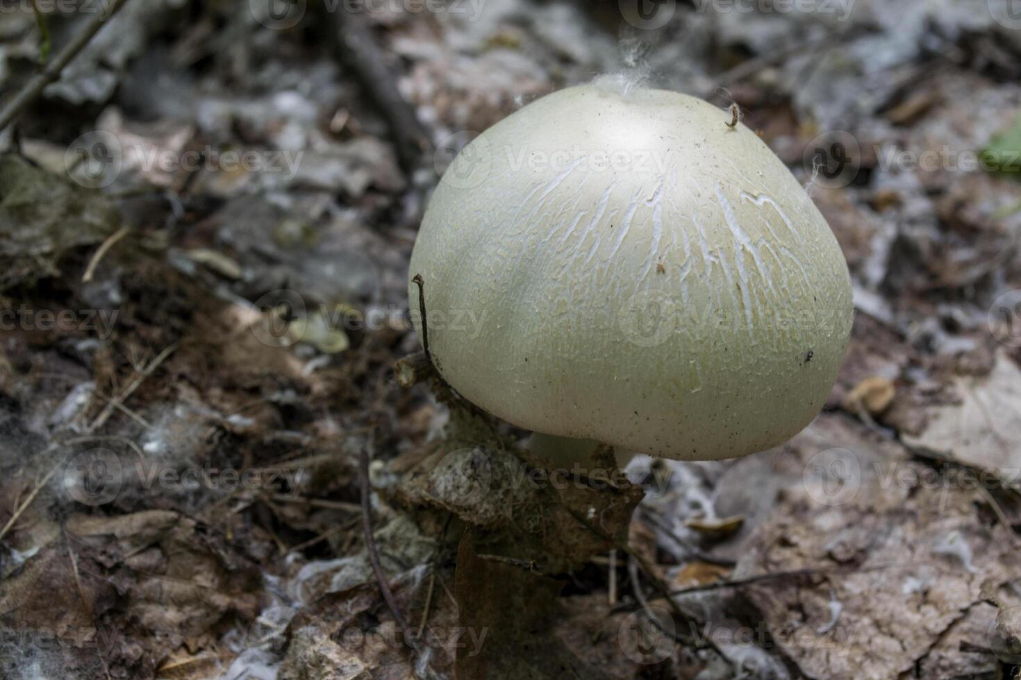 The poisonous mushrooms on trunk of tree. photo