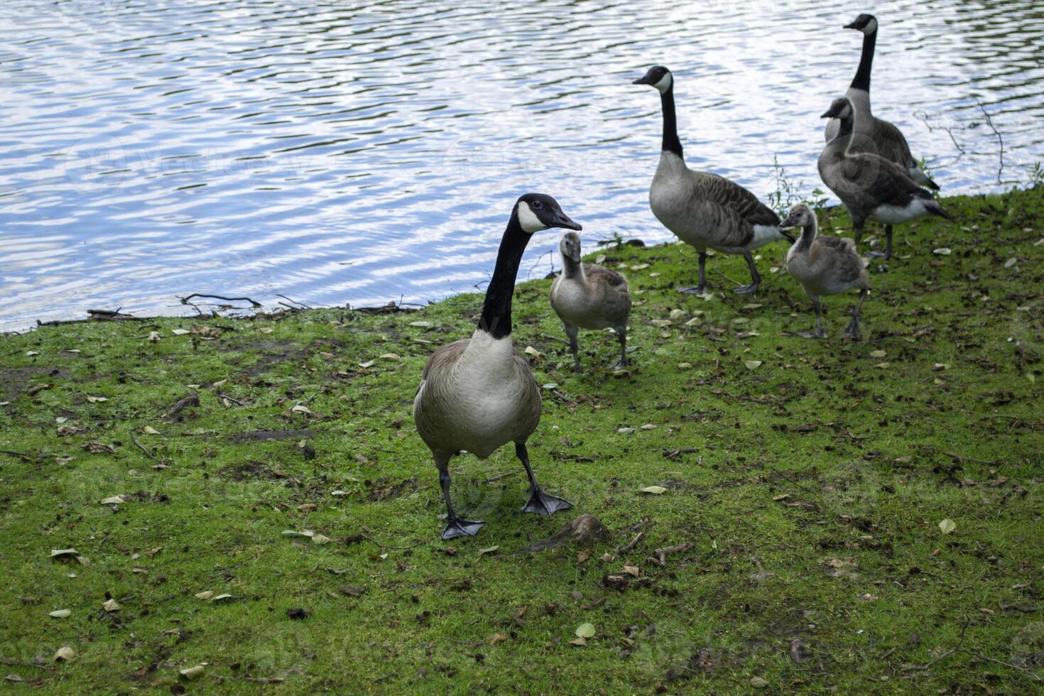 Canadian geese family by the lake in the forest photo