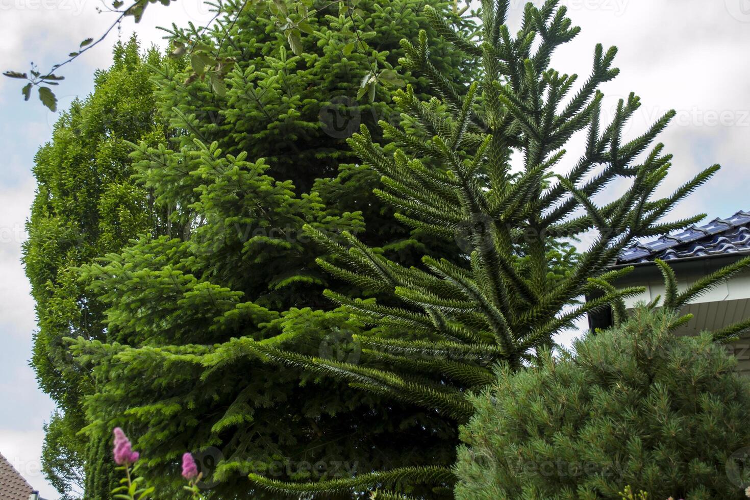 Green coniferous trees in the garden. Close up. photo