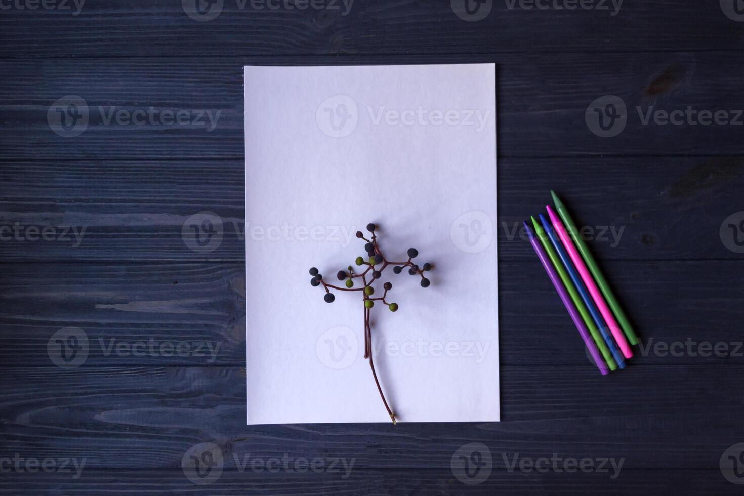 White paper, multi-color pencils and branch of wild grape. photo