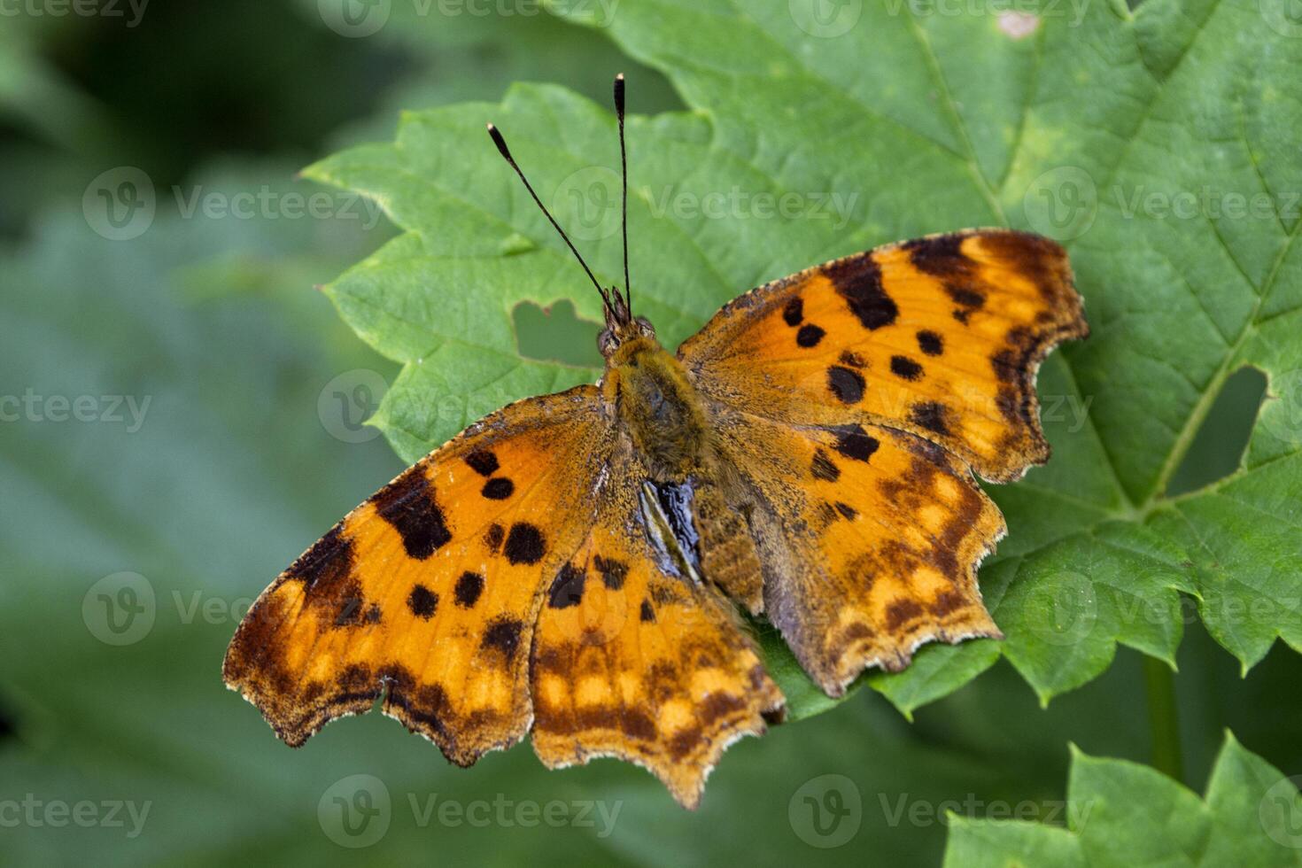 Beautiful butterfly on a green leaves. Macro shot. photo