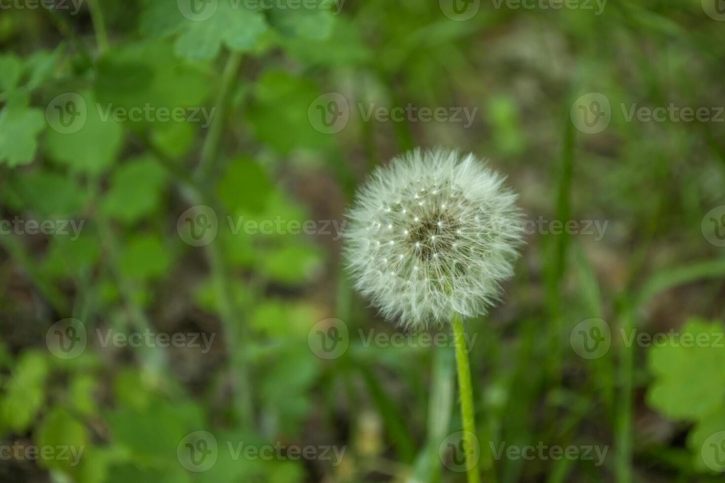 tiro macro de diente de león foto