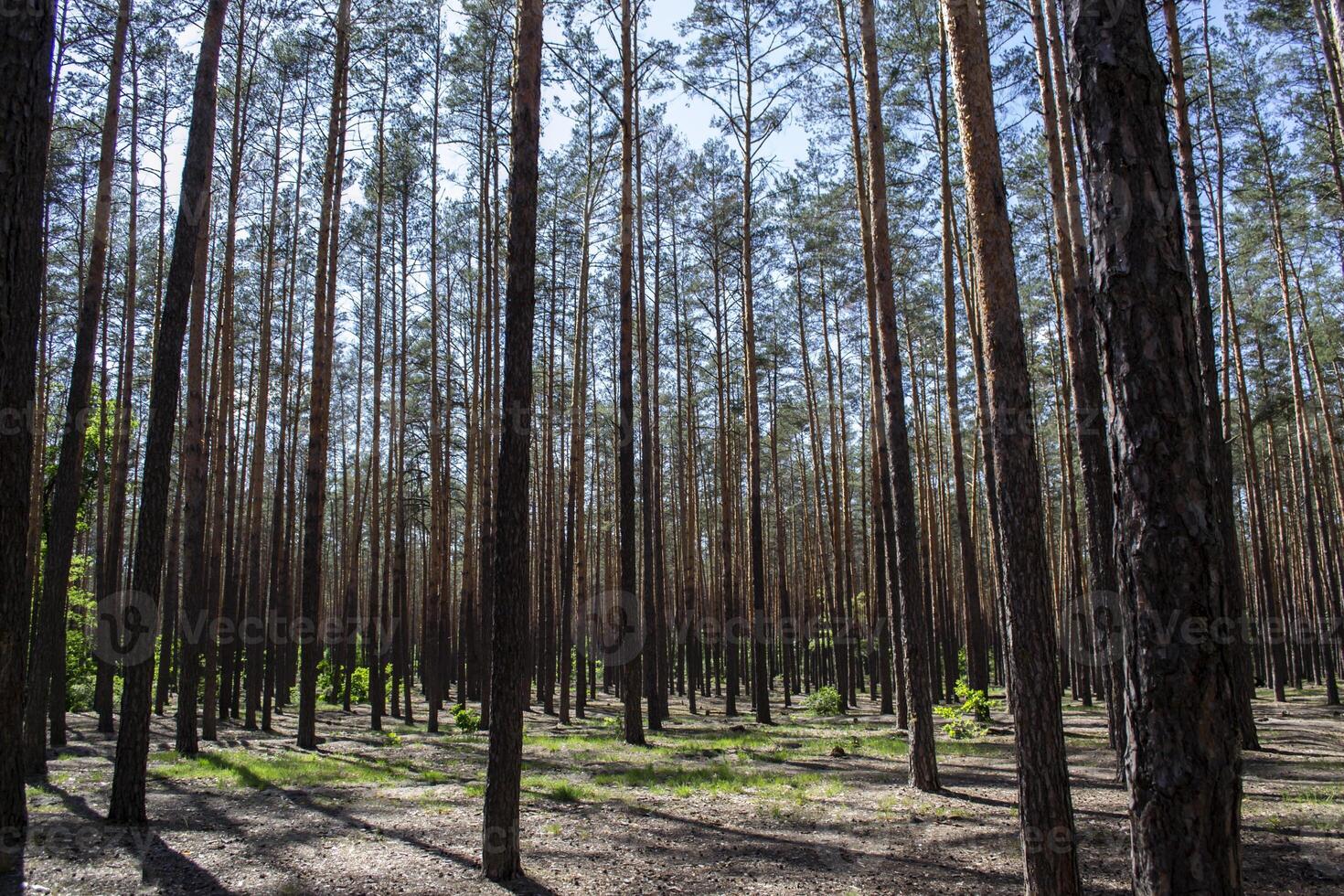 Coniferous forest landscape. A high pine trees. photo