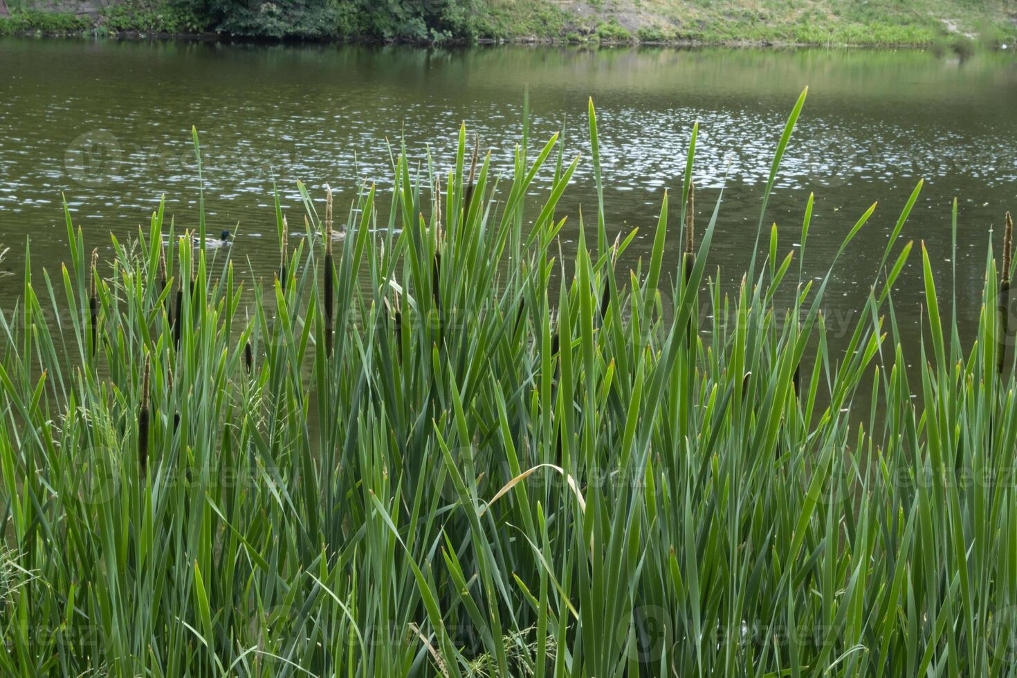 Green bulrushes near lake at summer. photo