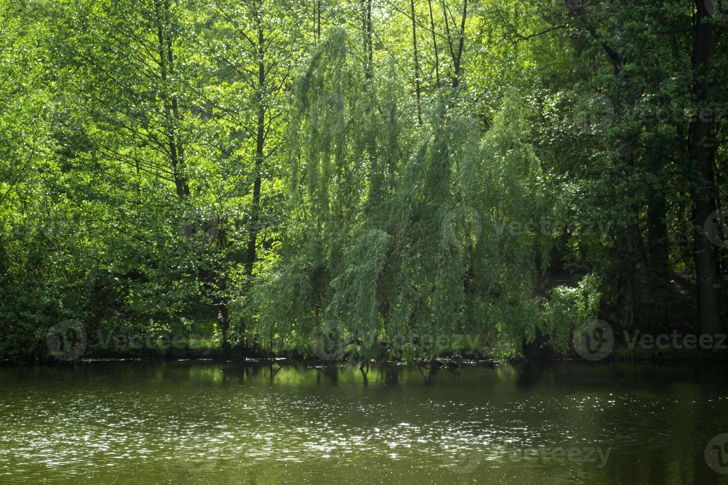 A pond in the forest. Beautiful summer landscape. photo