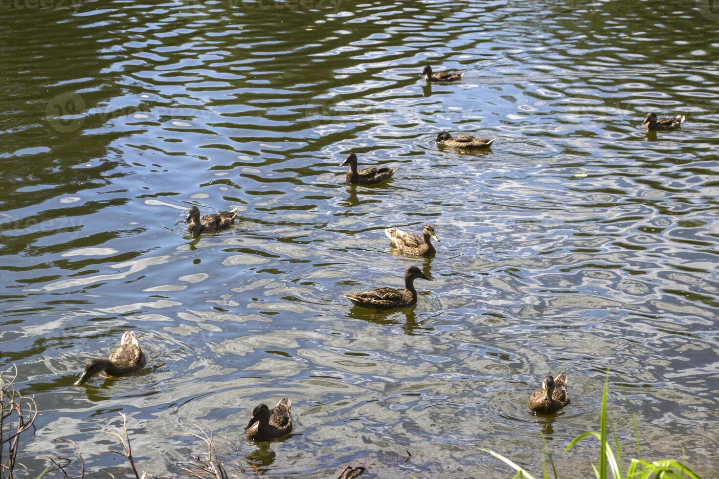 The ducks swimming in the pond. photo