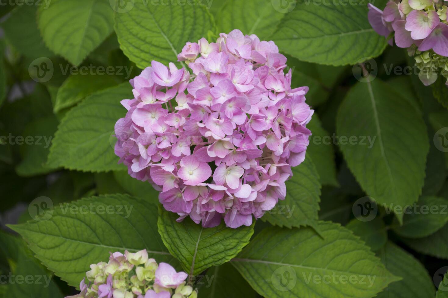 Purple hydrangea blooming. Pink hortensia in a garden. Close up. photo