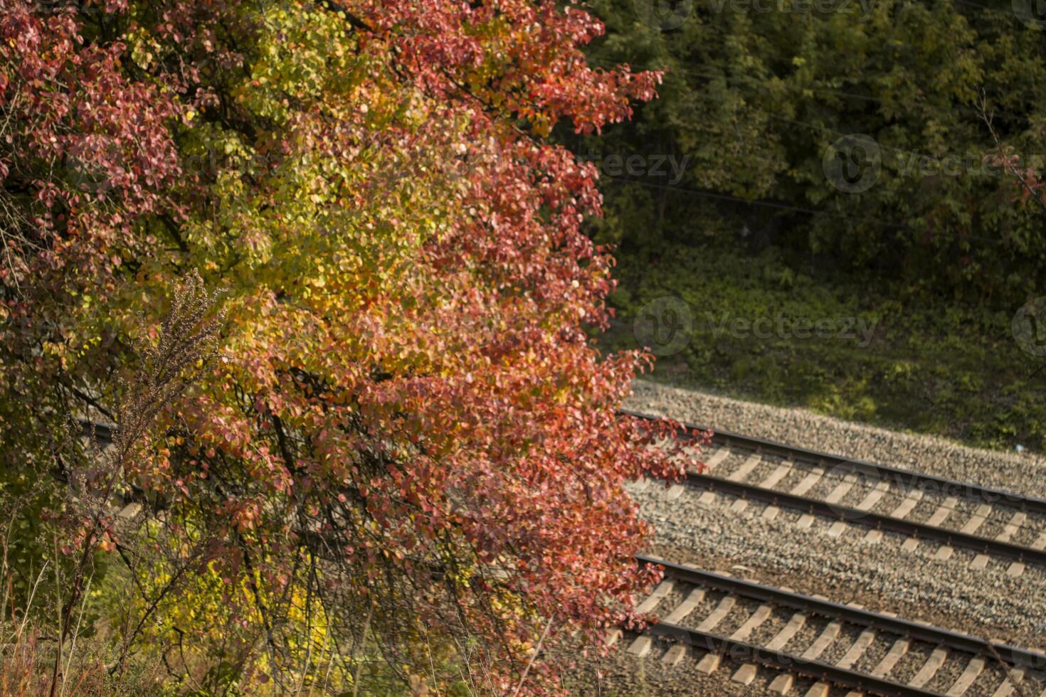 Railroad and beautiful autumn tree. Autumn landscape. photo
