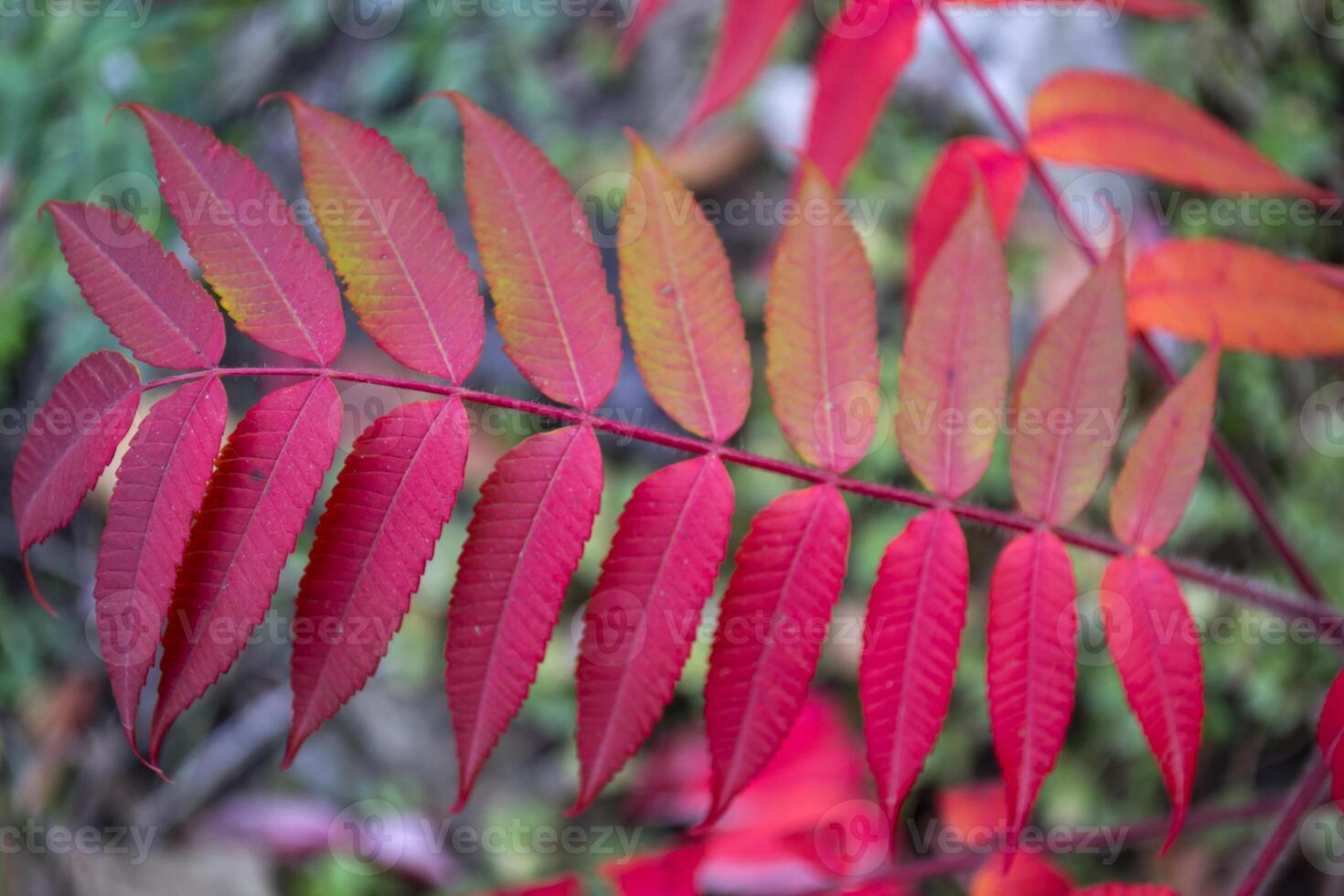 Red leaves pattern. Red natural texture. photo