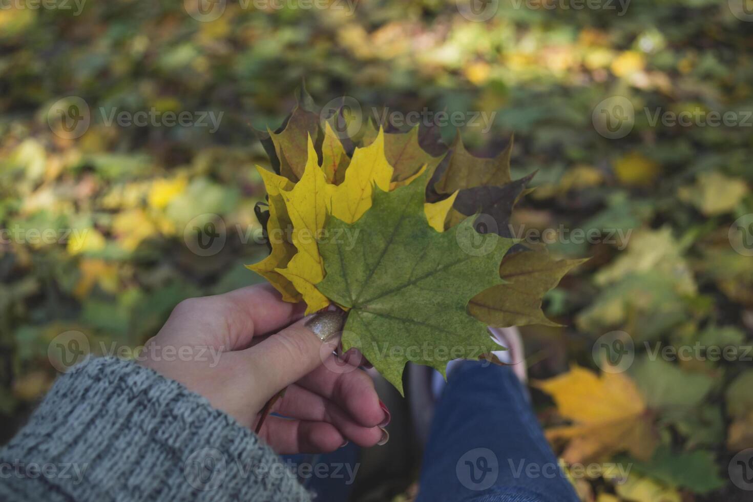 Woman holding the colorful autumn leaves. A bouquet of fallen leaves. Autumn vibes. photo