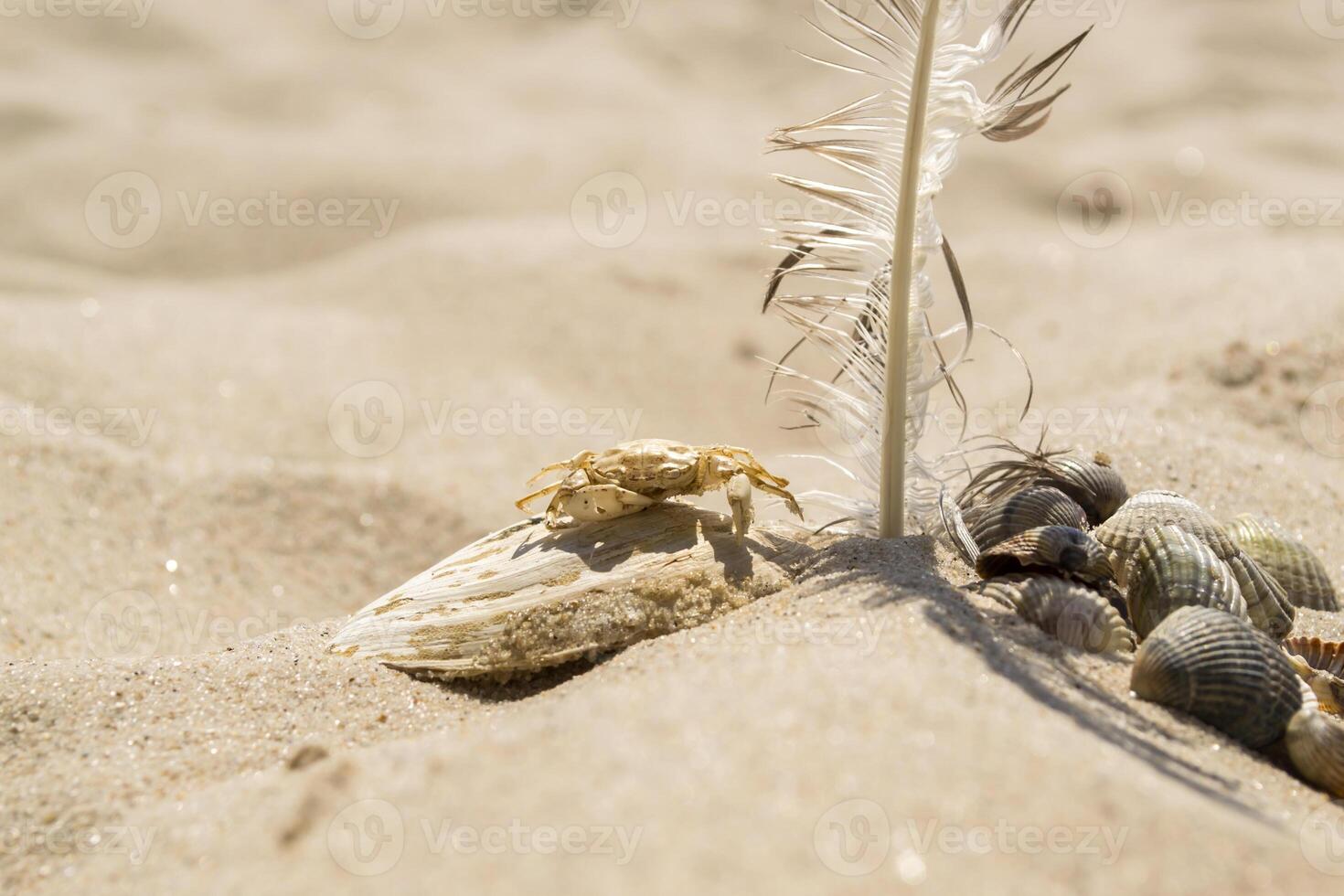 Seashells, crab and feather of gull on the sand. Summer vibes. photo