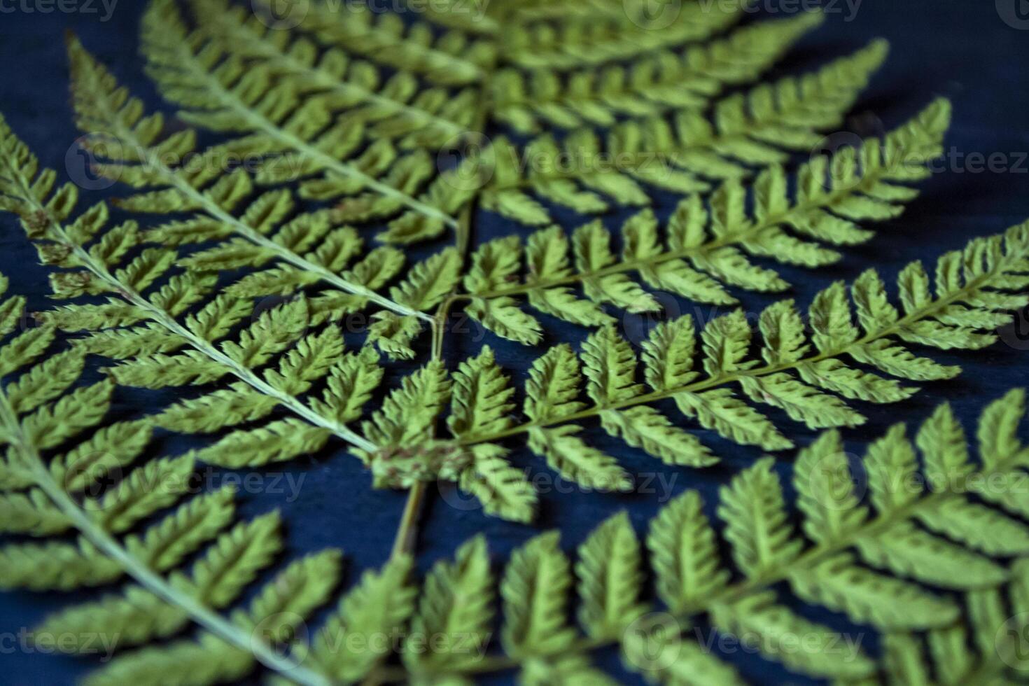 Green fern on blue background. Macro shot. Natural pattern. photo
