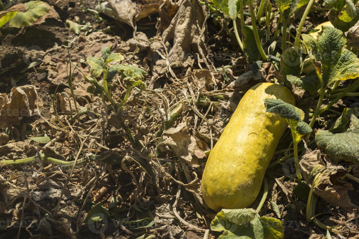 The yellow zucchini in the garden. photo