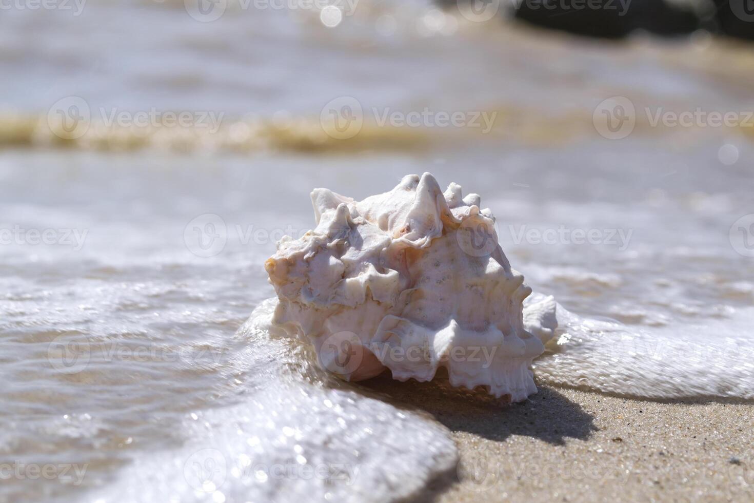 Beautiful seashell on the sand of the beach. Mollusk shell. photo