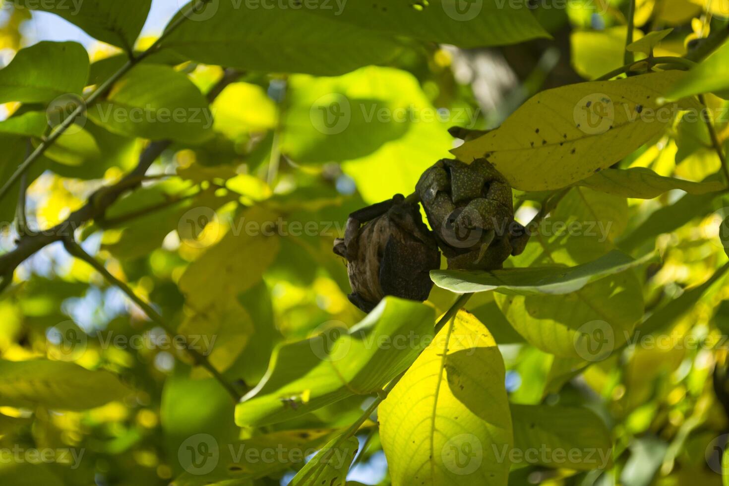 The walnuts on the tree. photo