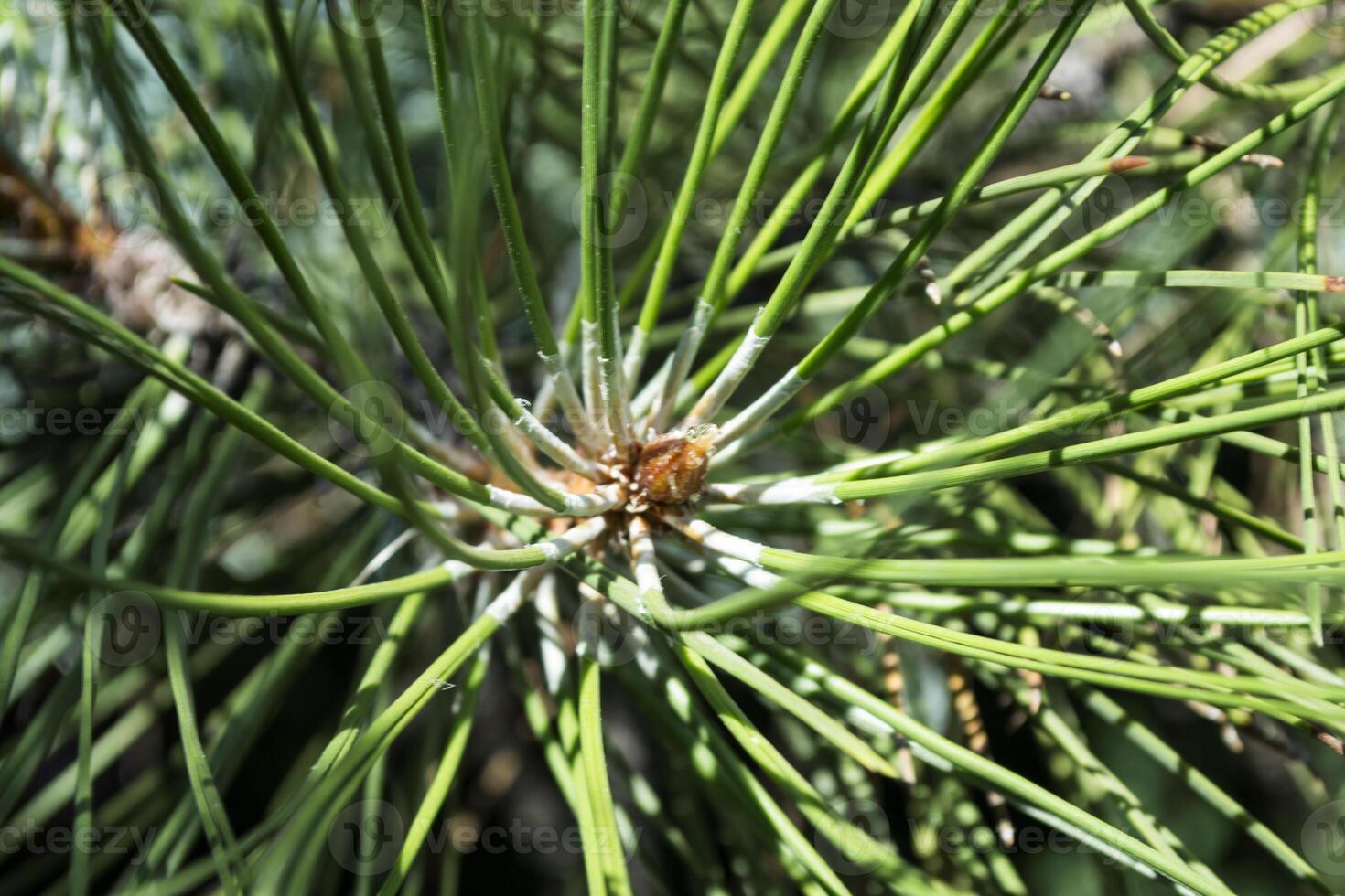 Pine needles background. photo