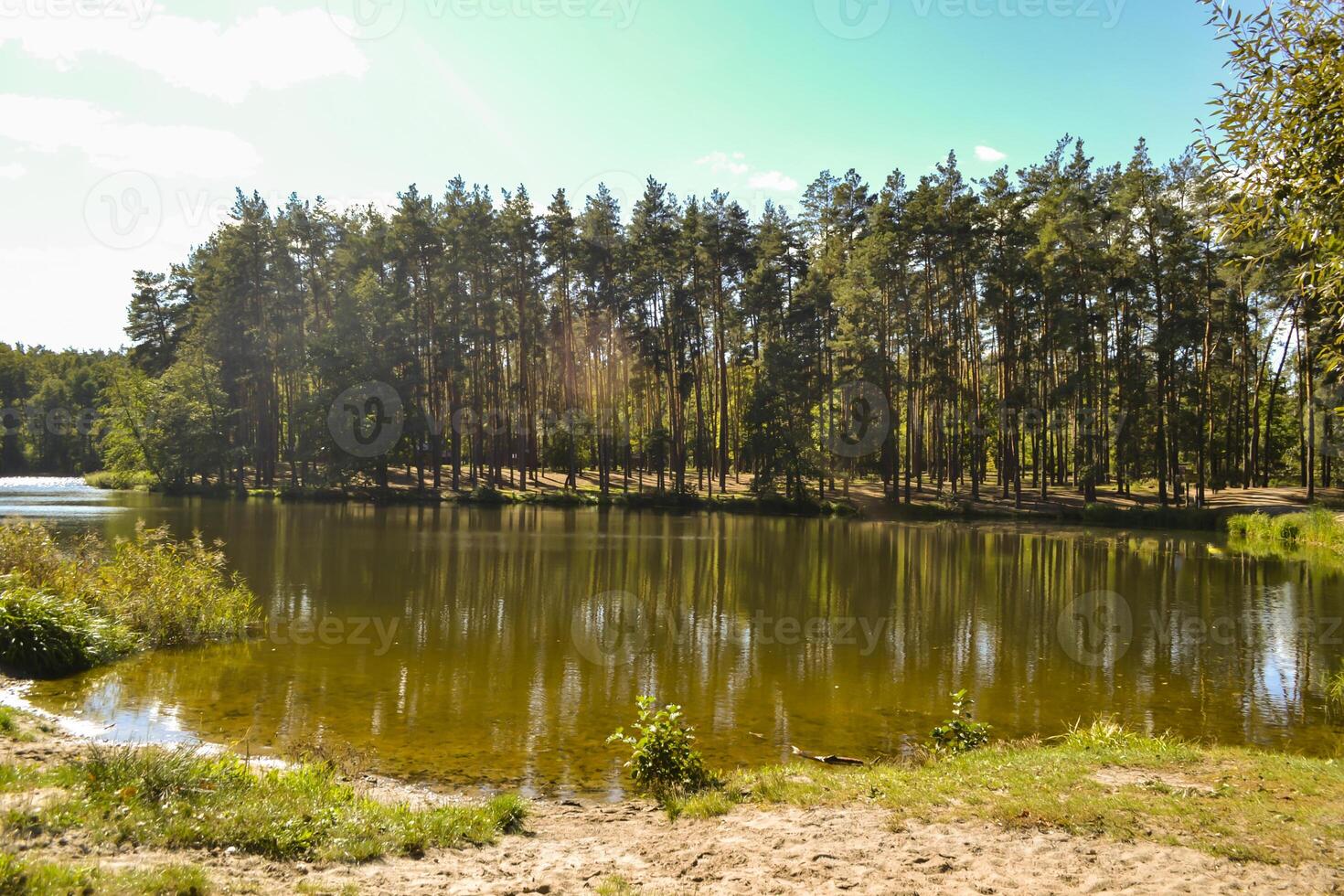 The forest landscape at autumn. The peaceful place in the forest. photo