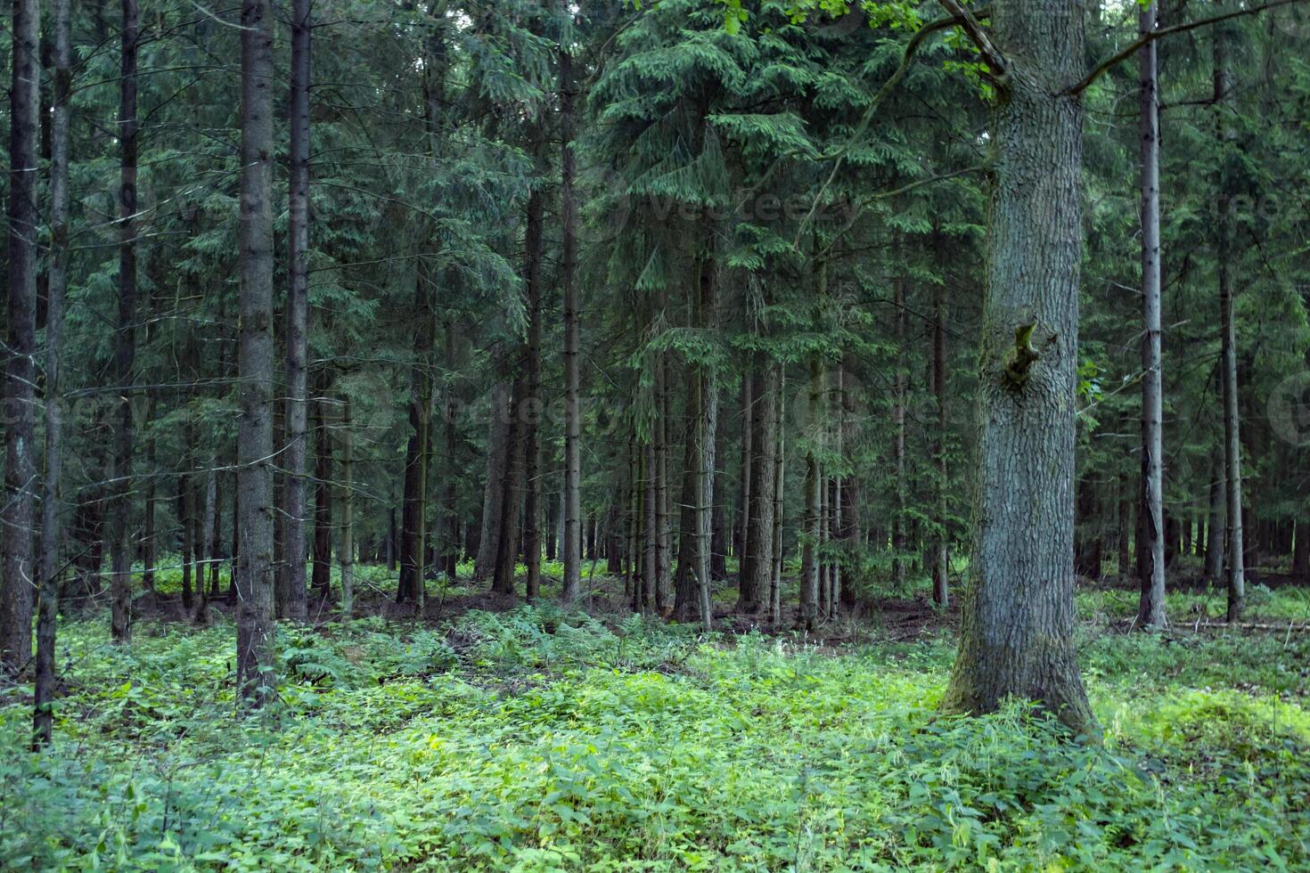 A dense coniferous forest. Beautiful forest landscape. photo