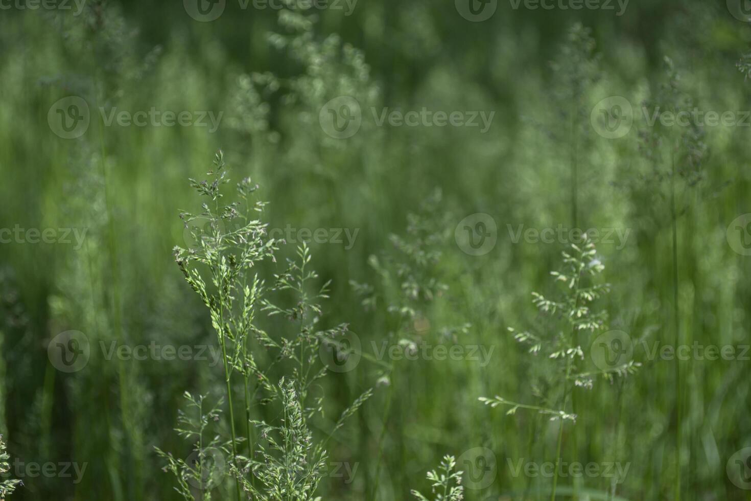 Green summer field. Close up. photo