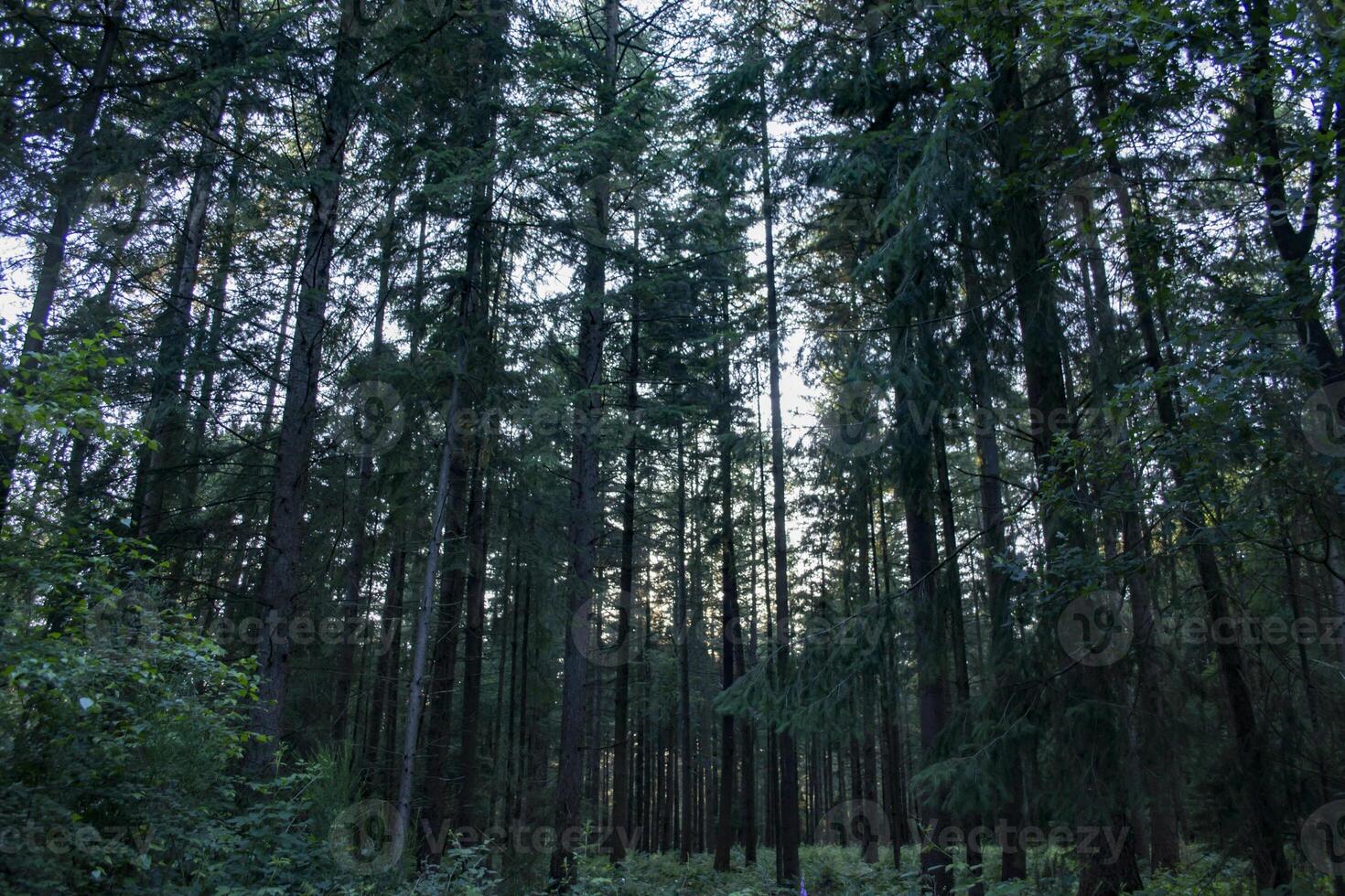 un denso conífero bosque. hermosa bosque paisaje. foto