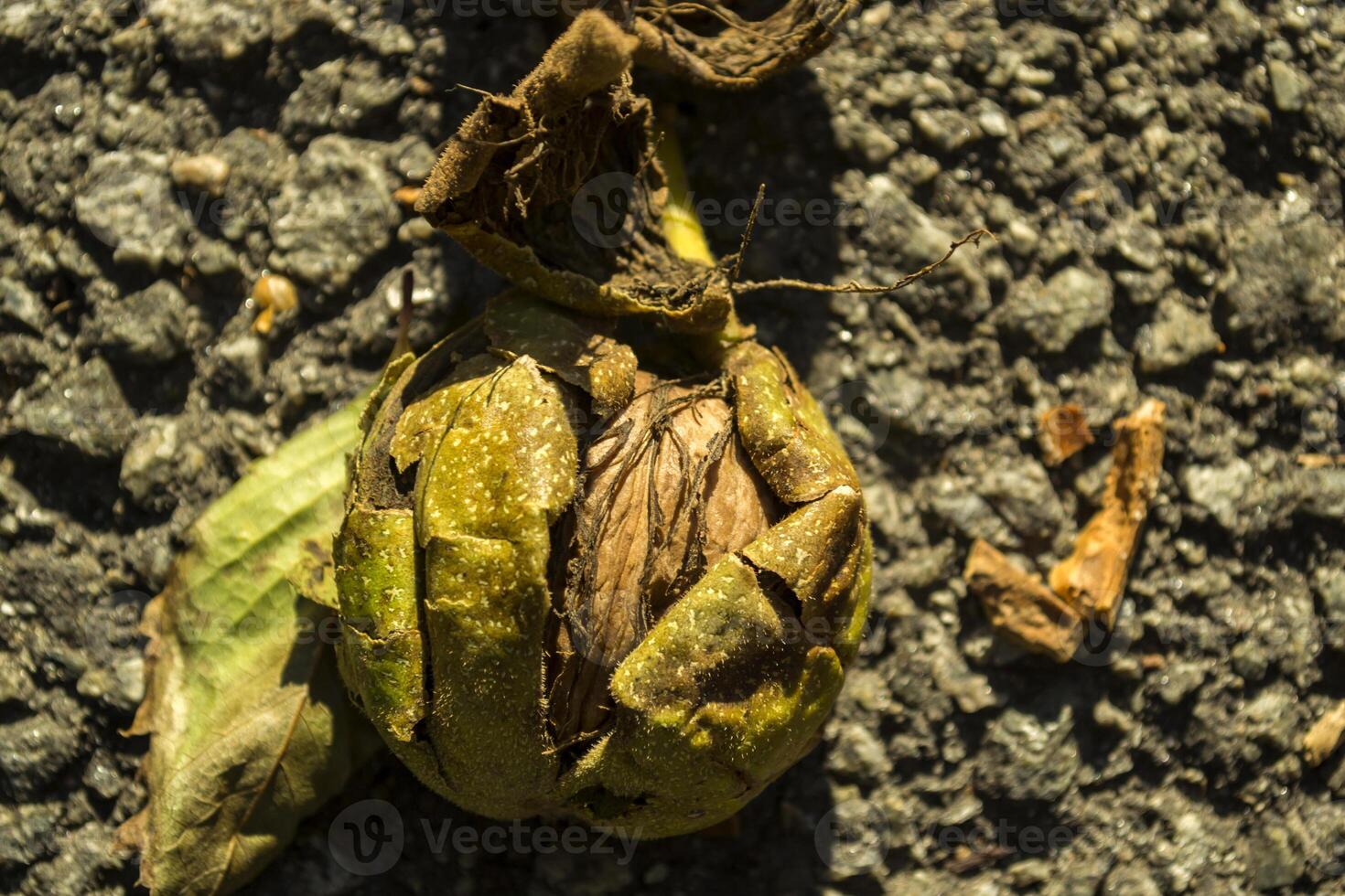 The walnuts on the ground, macro shot. photo