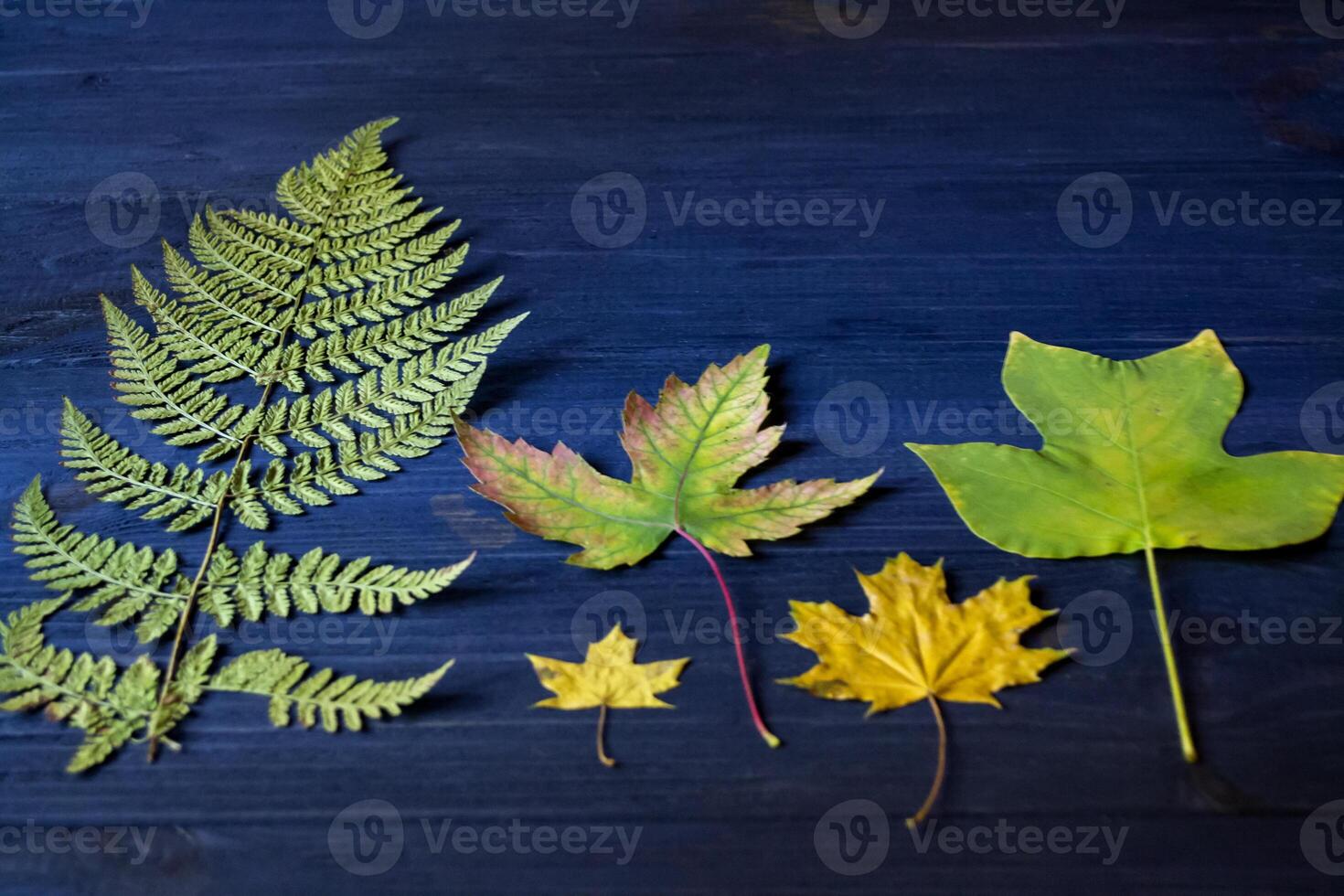 Beautiful autumn leaves and dry fern on blue wooden background. photo