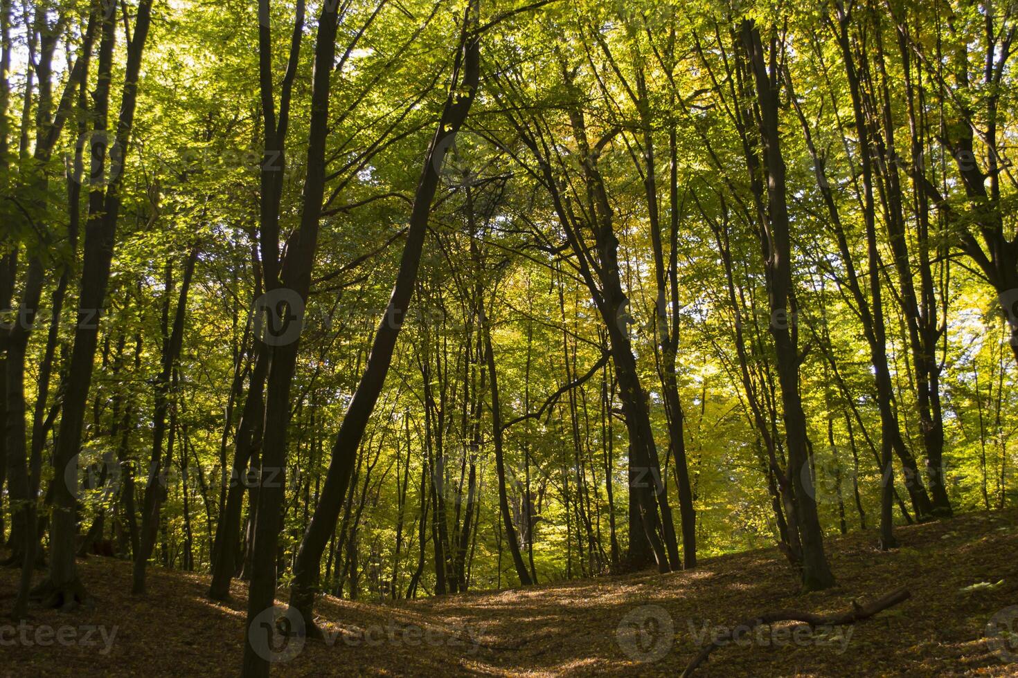 Sunny autumn landscape at forest photo