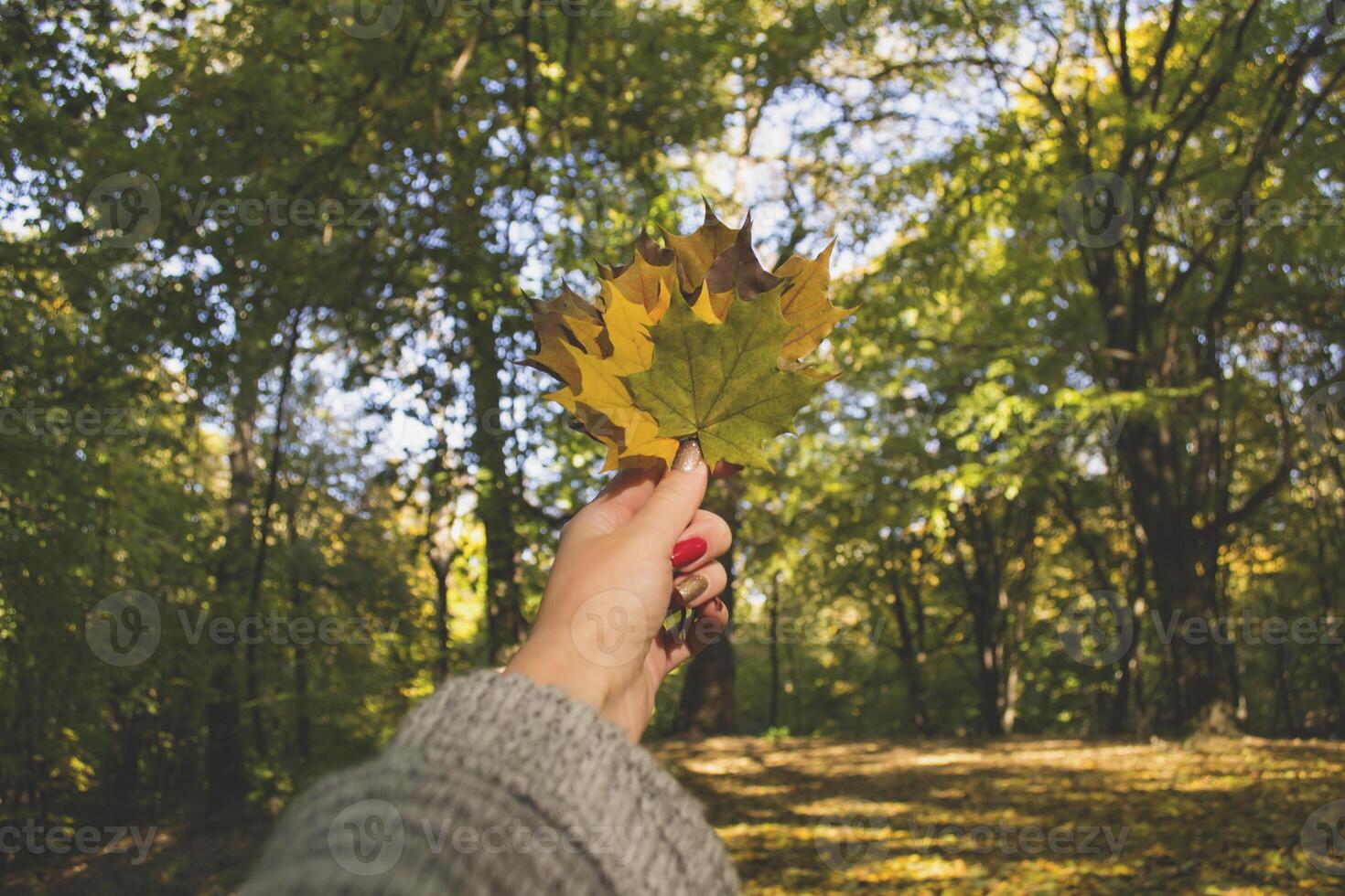 Woman holding the colorful autumn leaves. A bouquet of fallen leaves. Autumn vibes. photo