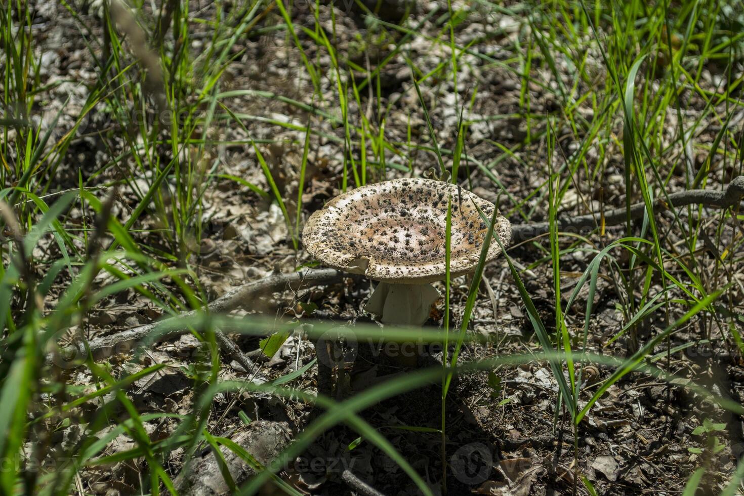 A mushroom in a forest glade. photo