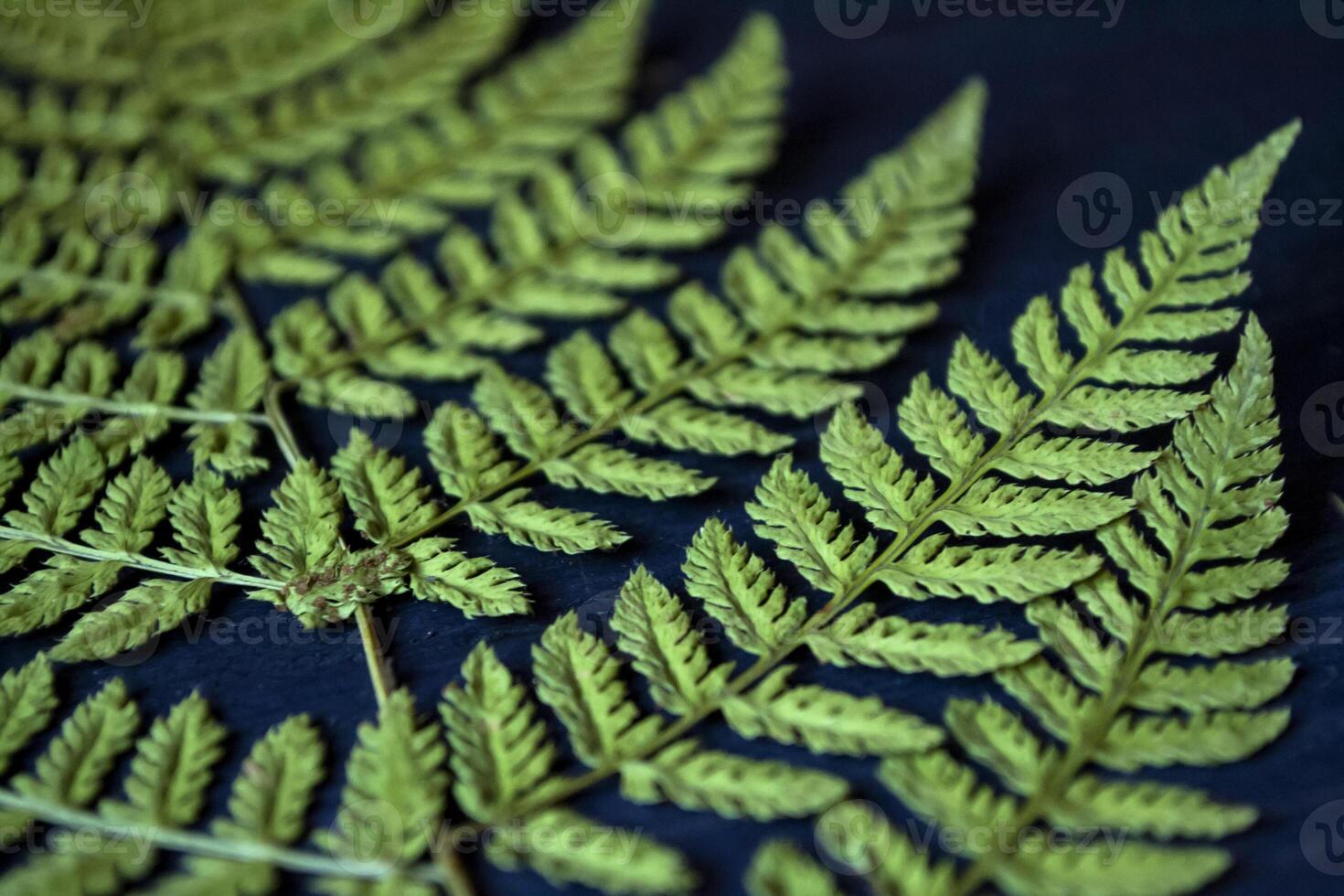 Green fern on blue background. Macro shot. Natural pattern. photo