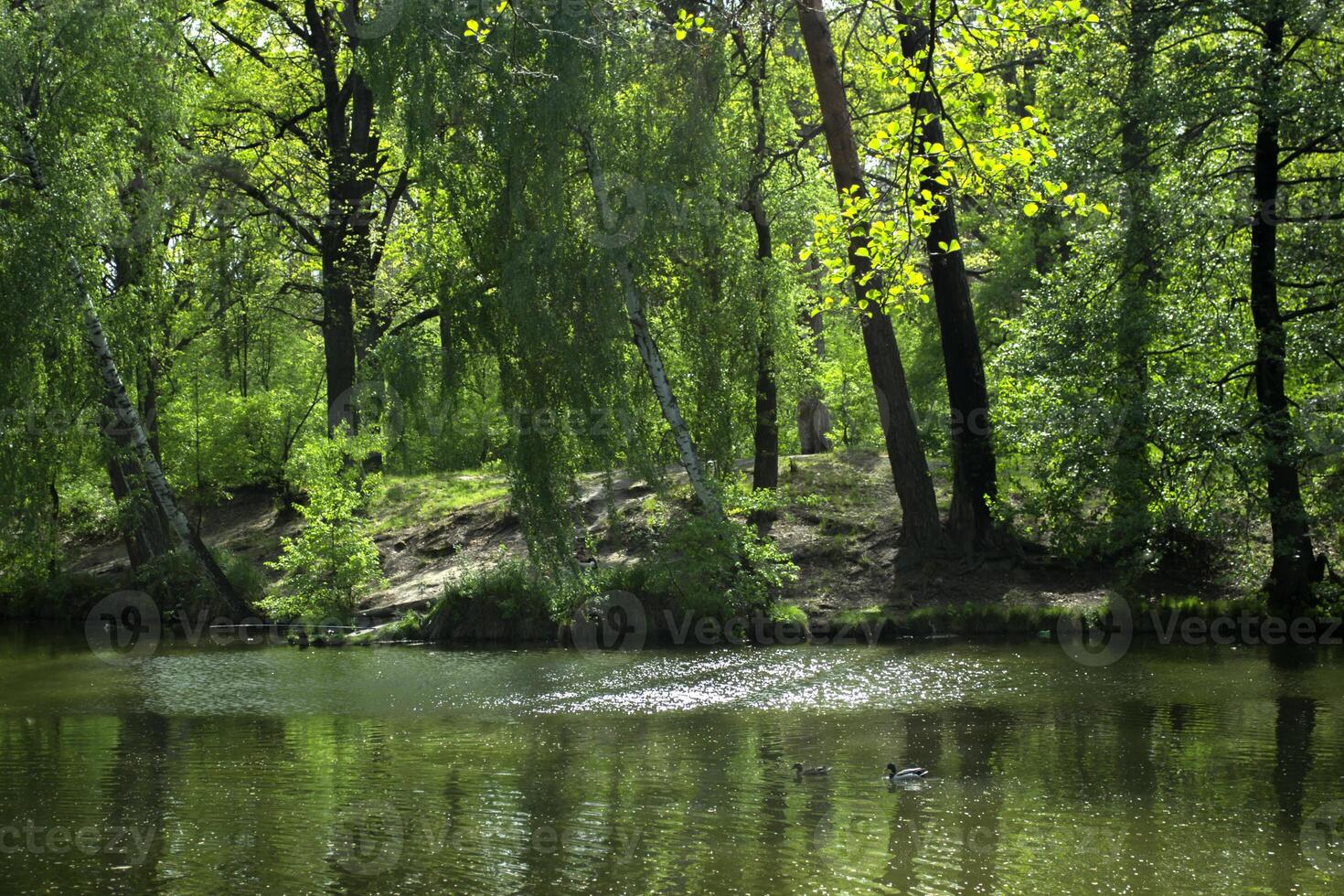 un estanque en el bosque. hermosa verano paisaje. foto