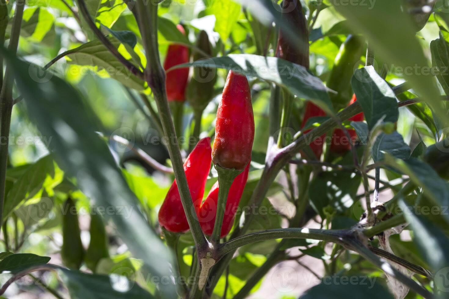 Red pepper growing in the garden. photo