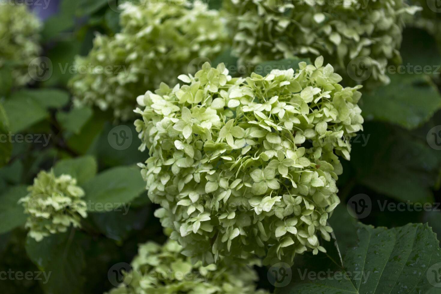 Green hydrangea blooming. photo