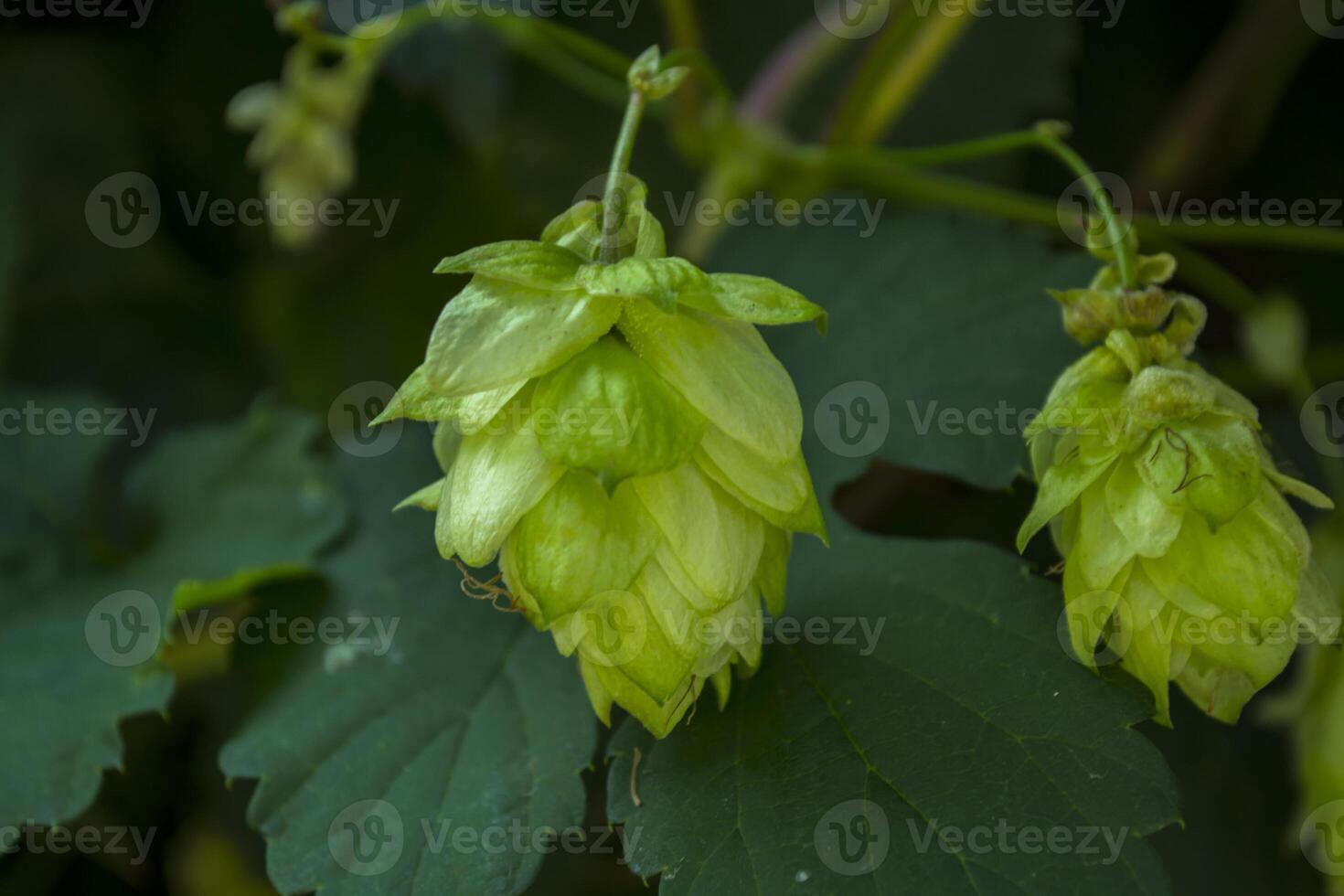 Fresh cones of hop on the bushes. The hops field. photo