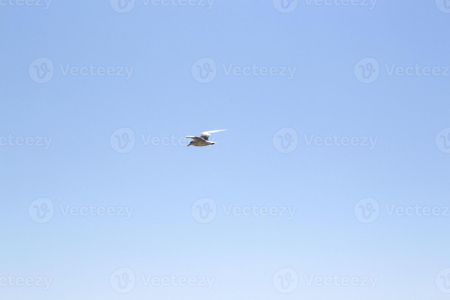 The gull is flying in the sky. photo