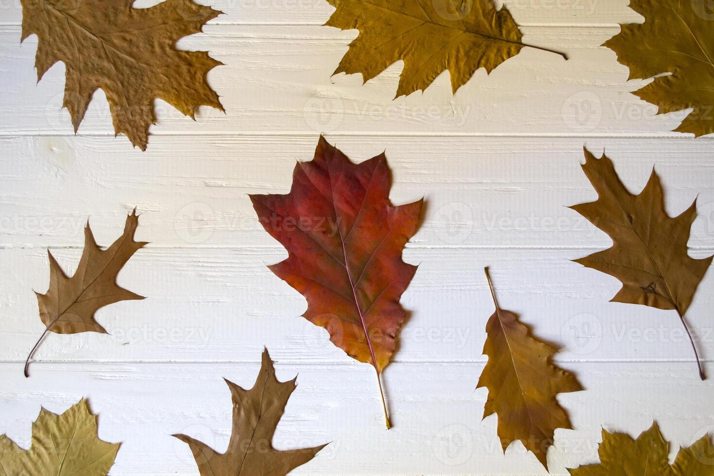 Autumn leaves on a white wooden background. Bright pattern. photo