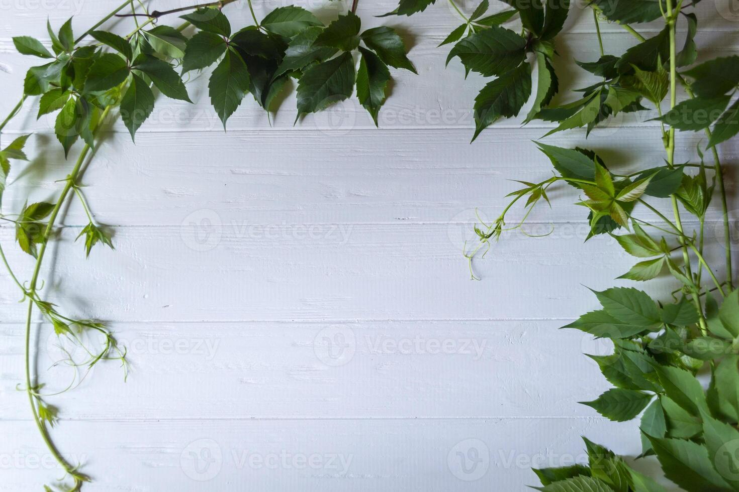 The frame from green leaves on a white wooden background. photo