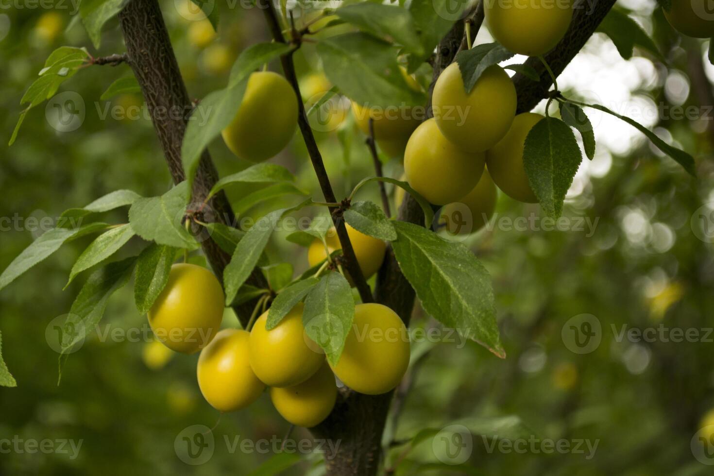 Yellow plums on the tree in the garden. Close up. photo