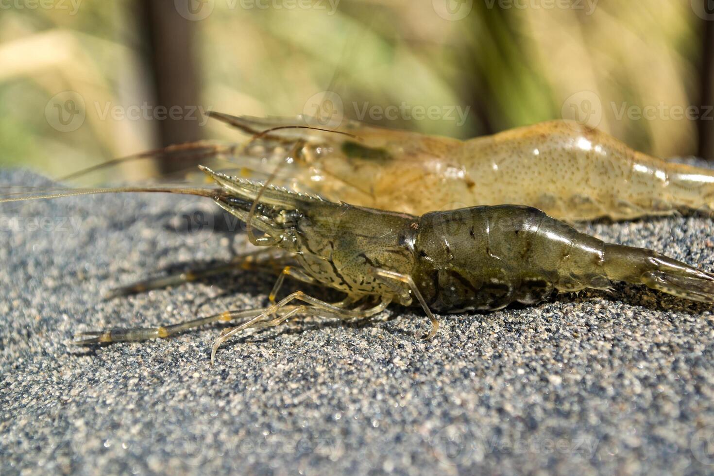 The shrimps on the stone. photo