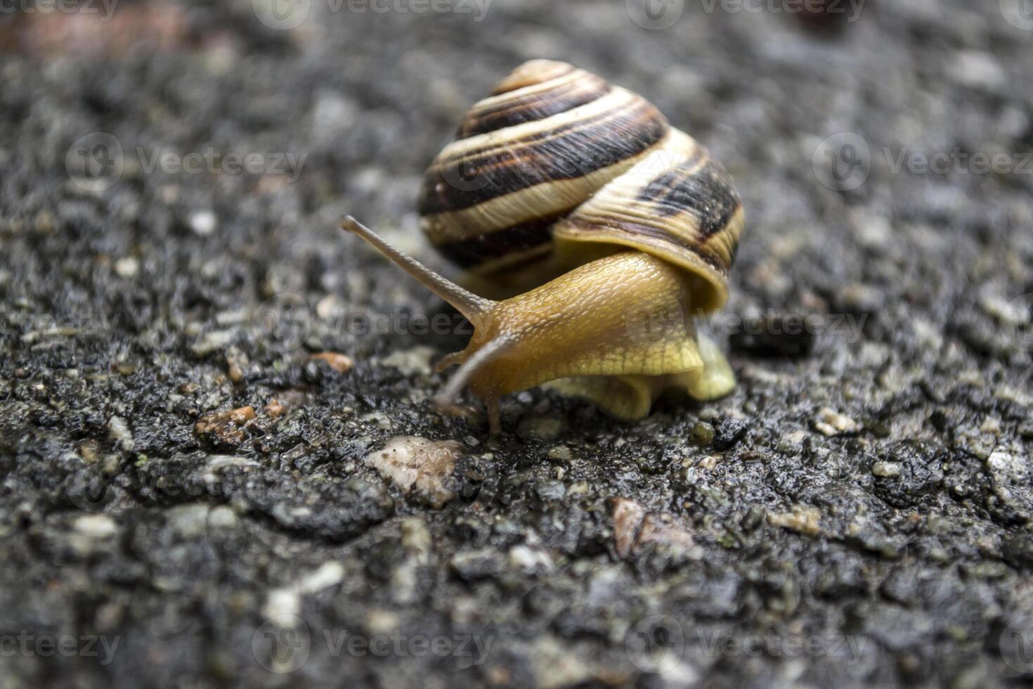 Snail crawling on asphalt after rain. Wild nature close up. photo