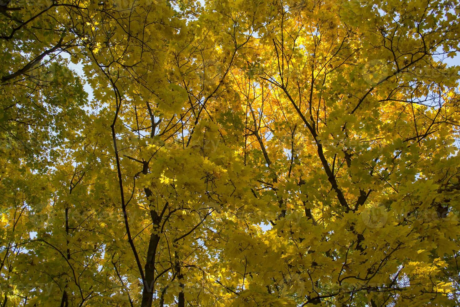 Deciduous forest at autumn. Beautiful maple trees. Golden fall. photo