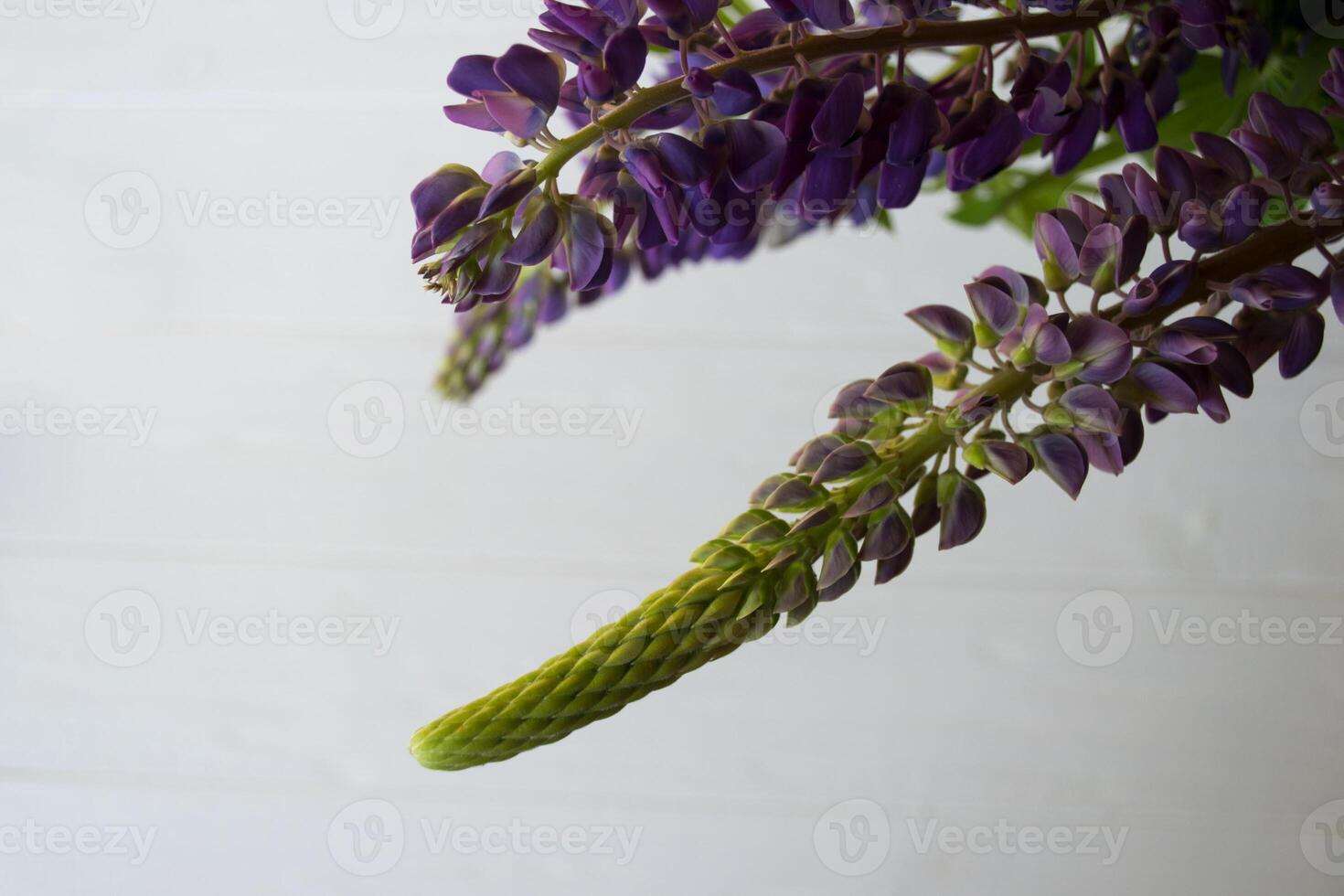 Lupine on a white background. Macro shot. photo