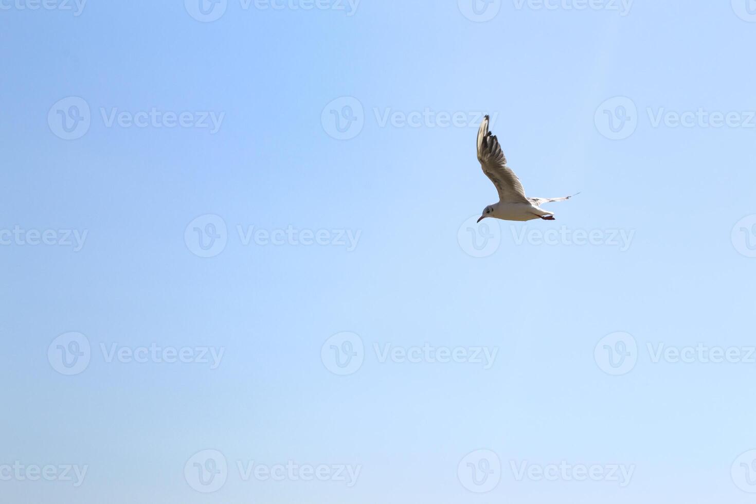 The gull is flying in the sky. photo