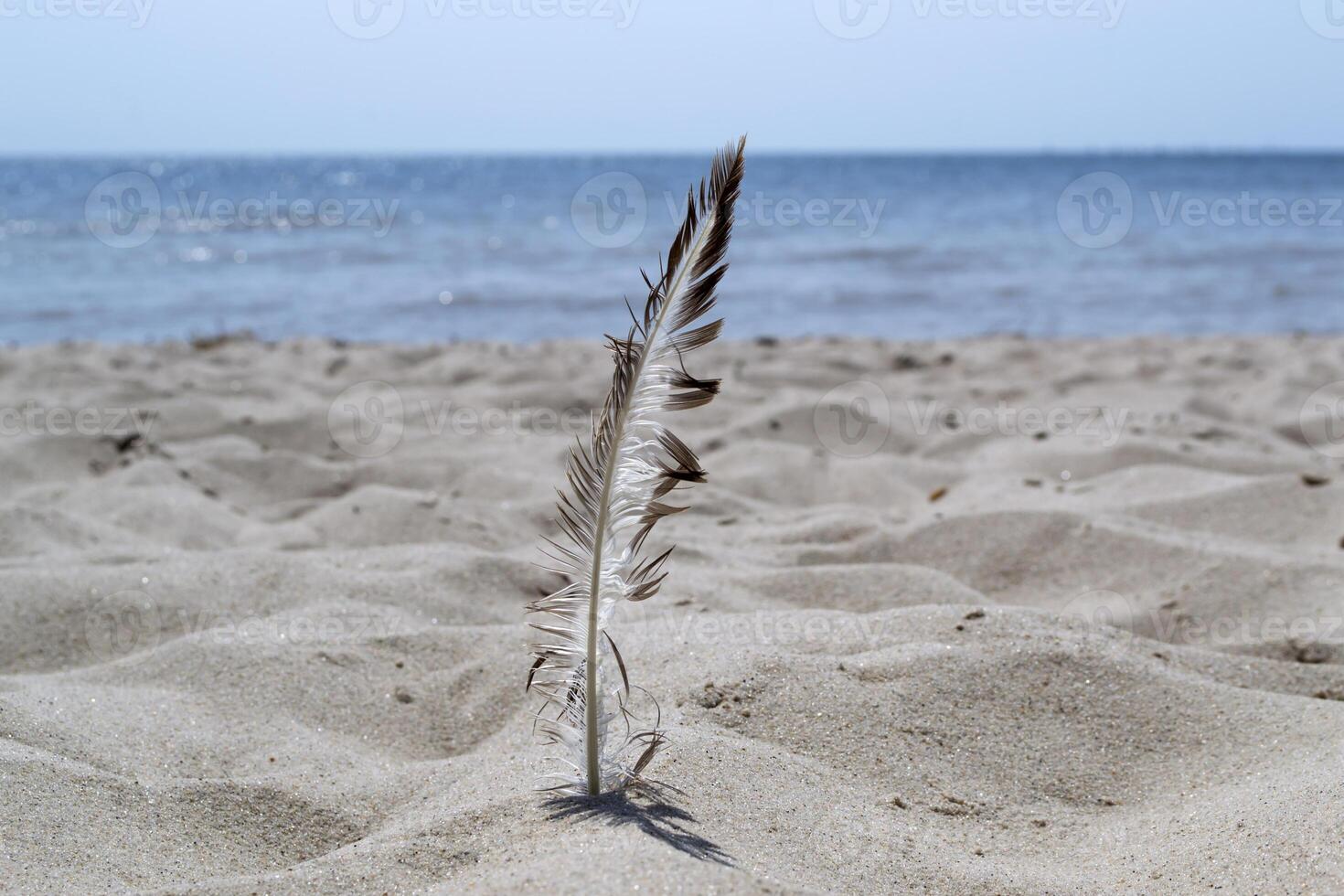 The feather of gull in the sand, against a seascape background. photo