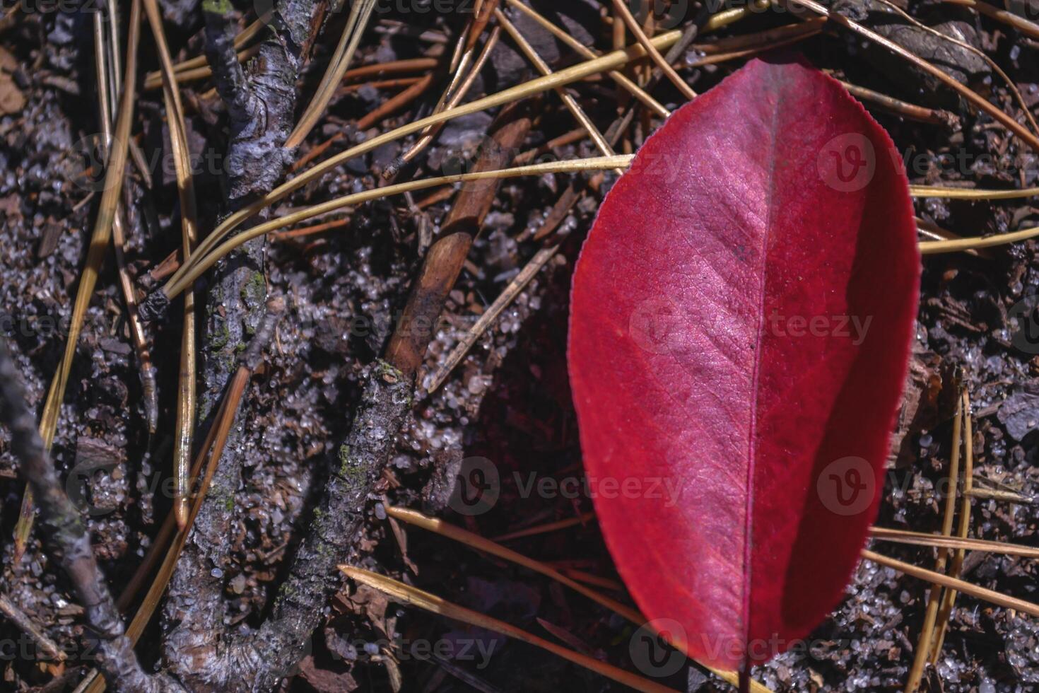 Red leaf of fall. Beautiful autumn background. photo