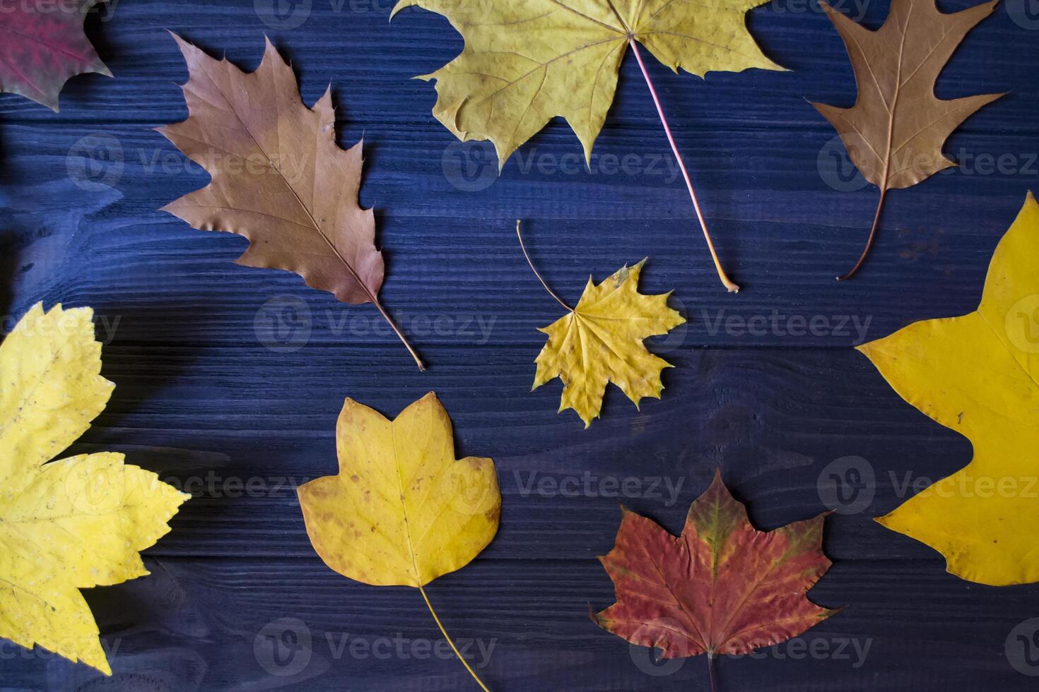 Beautiful autumn leaves and dry fern on blue wooden background. photo