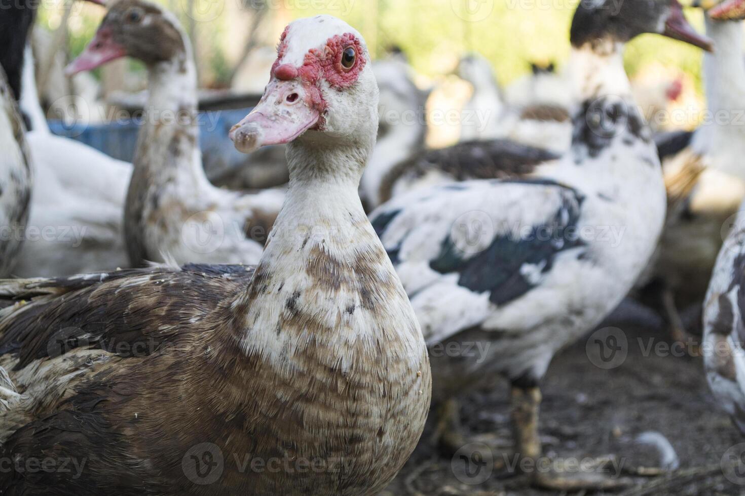 The birds farm. photo