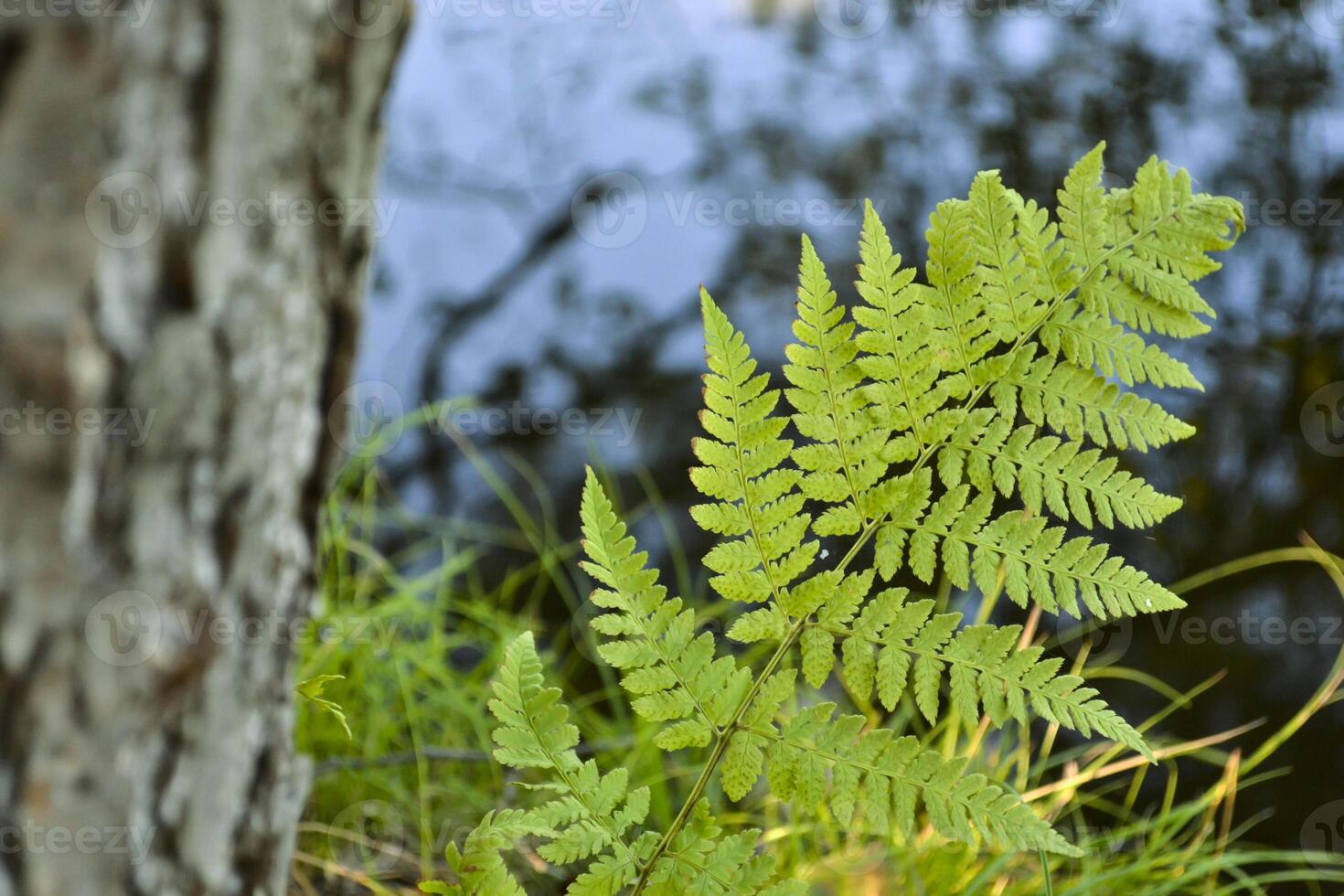 Forest fern near lake. photo
