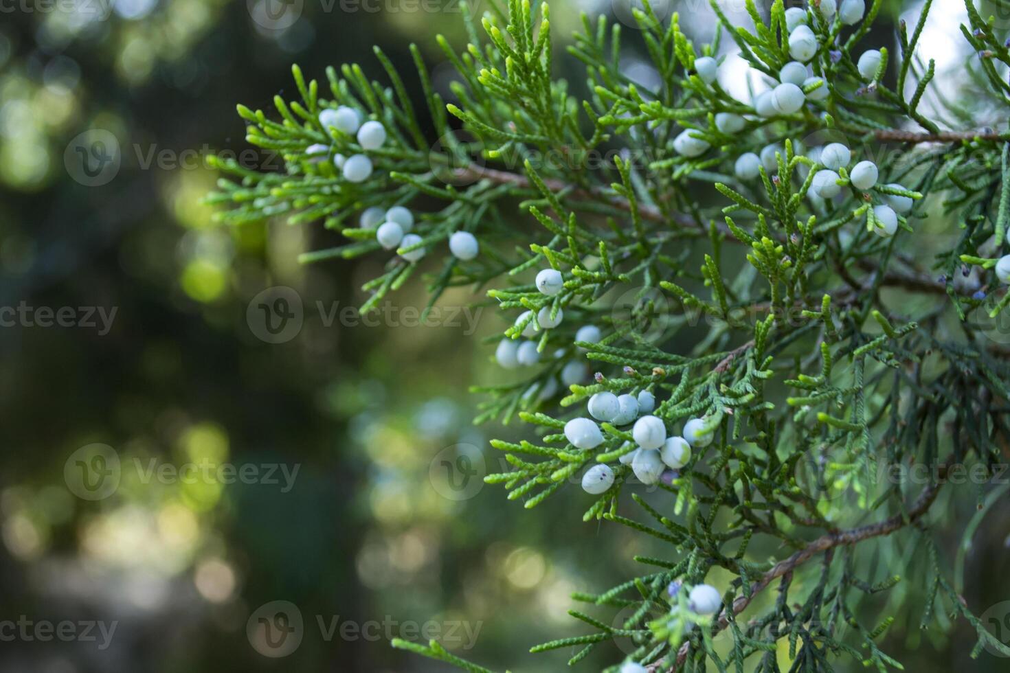 el hermosa rama de thuja árbol. foto